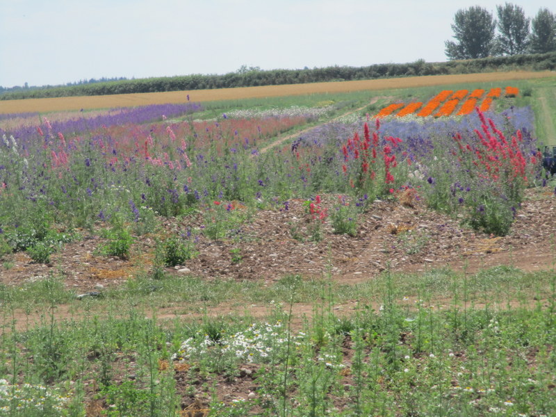 farm flowers